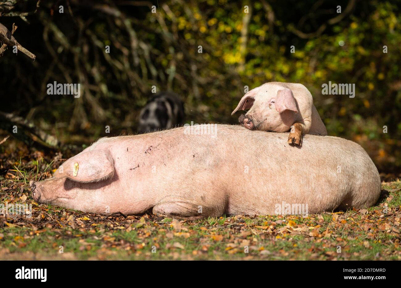 New Forest, Hampshire. 22nd October 2020. UK Weather.  A young piglet looking for a piggyback as its mum relaxes in the sun on a day of sunshine and showers in the New Forest. The pigs are released in the Forest during Autumn to eat the acorns and chestnuts which are harmful to the New Forest Ponies. Credit Stuart Martin/Alamy Live News Stock Photo