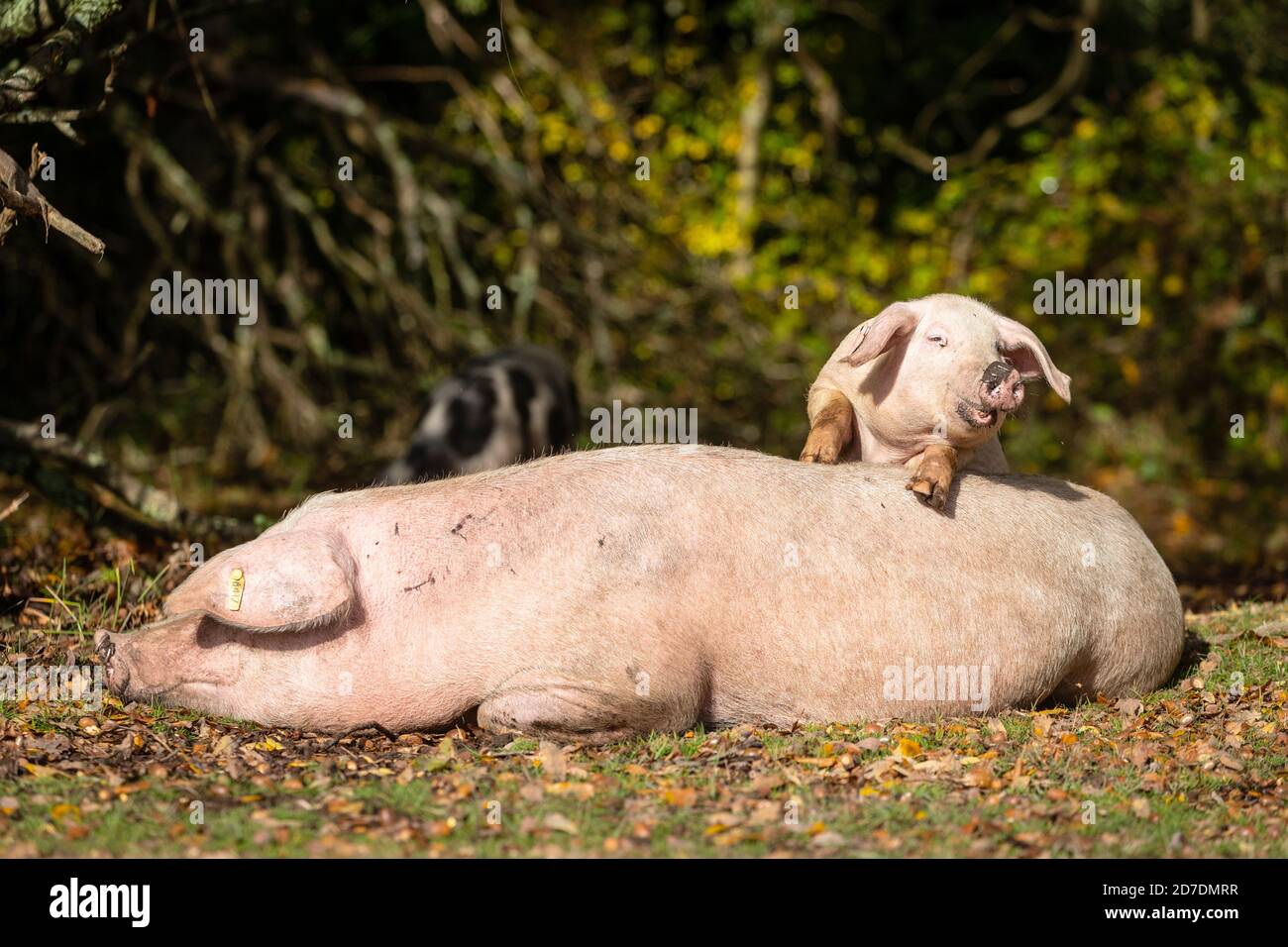 New Forest, Hampshire. 22nd October 2020. UK Weather.  A young piglet looking for a piggyback as its mum relaxes in the sun on a day of sunshine and showers in the New Forest. The pigs are released in the Forest during Autumn to eat the acorns and chestnuts which are harmful to the New Forest Ponies. Credit Stuart Martin/Alamy Live News Stock Photo