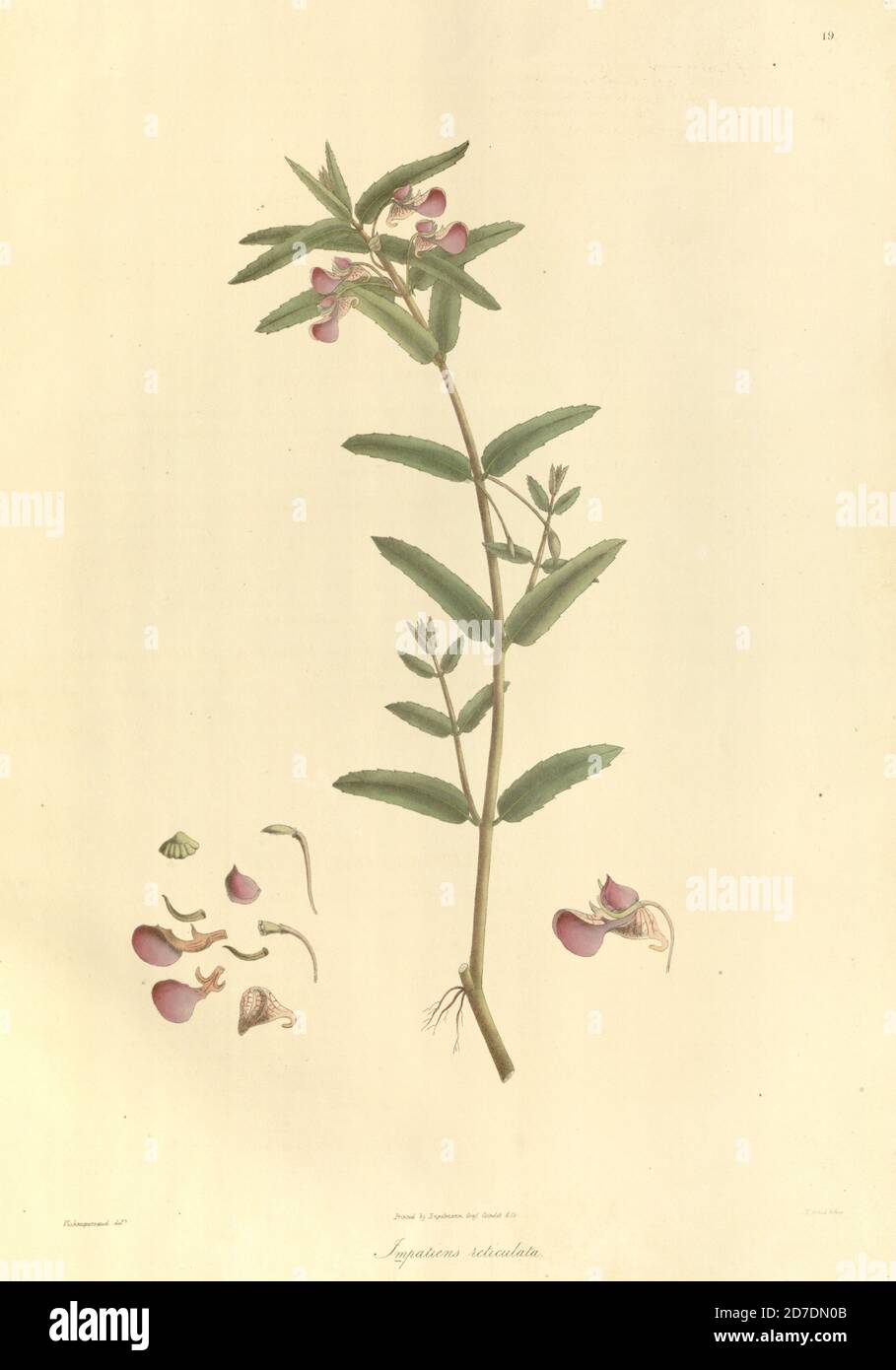 Impatiens reticulata From Plantae Asiaticae rariores, or, Descriptions and figures of a select number of unpublished East Indian plants Volume 1 by N. Wallich. Nathaniel Wolff Wallich FRS FRSE (28 January 1786 – 28 April 1854) was a surgeon and botanist of Danish origin who worked in India, initially in the Danish settlement near Calcutta and later for the Danish East India Company and the British East India Company. He was involved in the early development of the Calcutta Botanical Garden, describing many new plant species and developing a large herbarium collection which was distributed to c Stock Photo