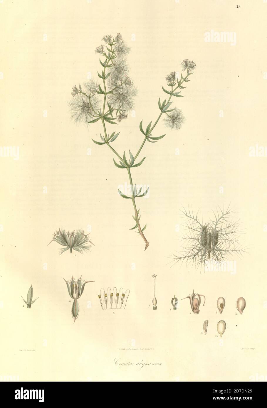 Cometes abyssinica From Plantae Asiaticae rariores, or, Descriptions and figures of a select number of unpublished East Indian plants Volume 1 by N. Wallich. Nathaniel Wolff Wallich FRS FRSE (28 January 1786 – 28 April 1854) was a surgeon and botanist of Danish origin who worked in India, initially in the Danish settlement near Calcutta and later for the Danish East India Company and the British East India Company. He was involved in the early development of the Calcutta Botanical Garden, describing many new plant species and developing a large herbarium collection which was distributed to col Stock Photo