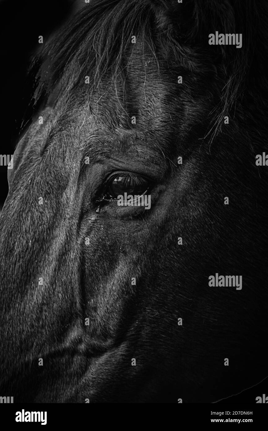 Black and white image of a horses head Stock Photo