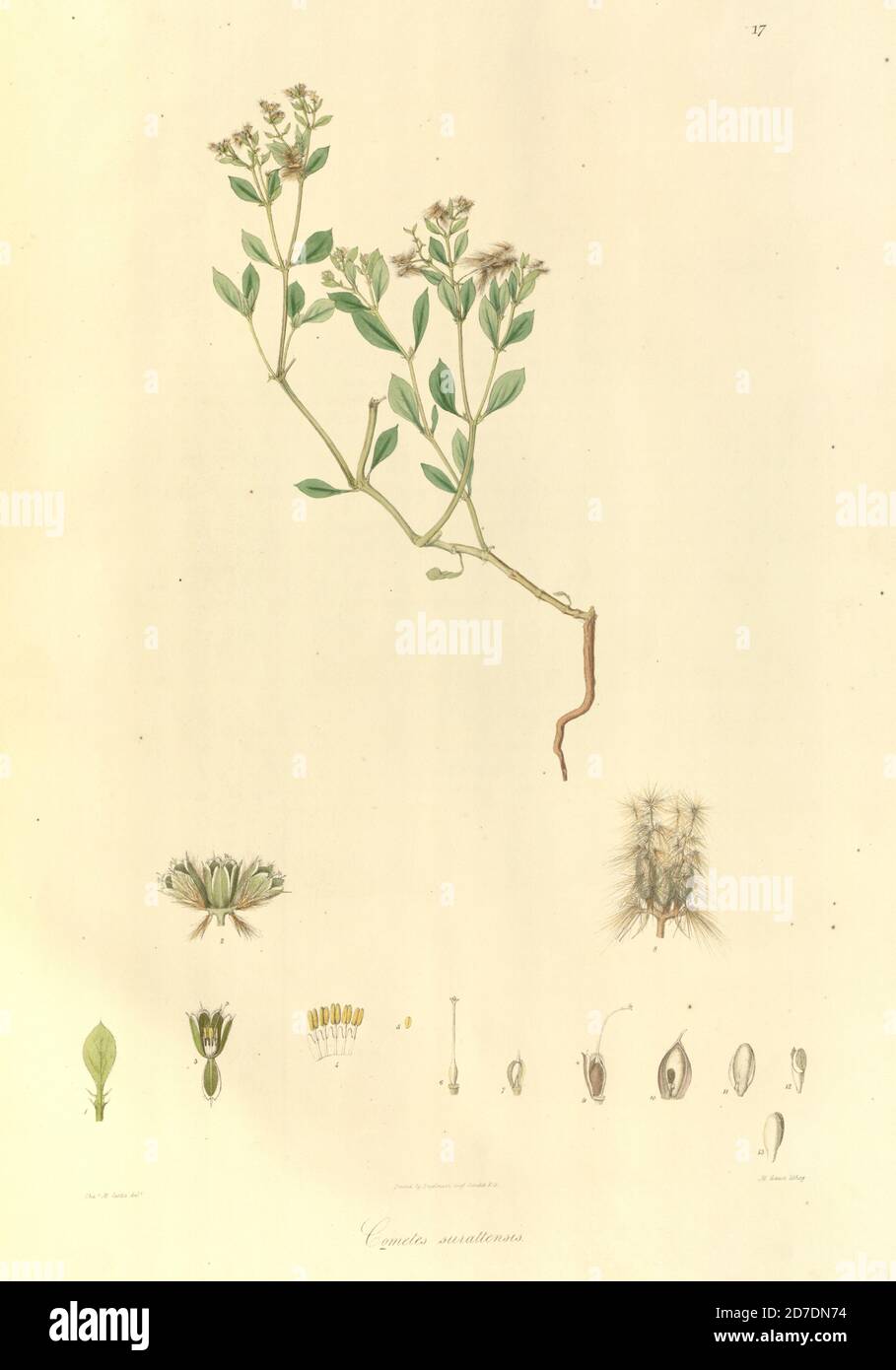 Cometes surattensis From Plantae Asiaticae rariores, or, Descriptions and figures of a select number of unpublished East Indian plants Volume 1 by N. Wallich. Nathaniel Wolff Wallich FRS FRSE (28 January 1786 – 28 April 1854) was a surgeon and botanist of Danish origin who worked in India, initially in the Danish settlement near Calcutta and later for the Danish East India Company and the British East India Company. He was involved in the early development of the Calcutta Botanical Garden, describing many new plant species and developing a large herbarium collection which was distributed to co Stock Photo