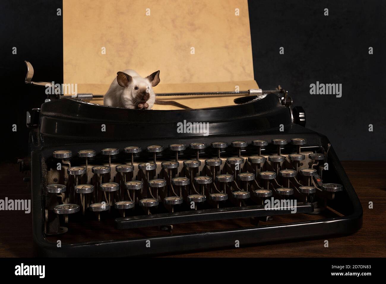 A Still life with siamese mice on a typewriter and phone making contact and communicating Stock Photo