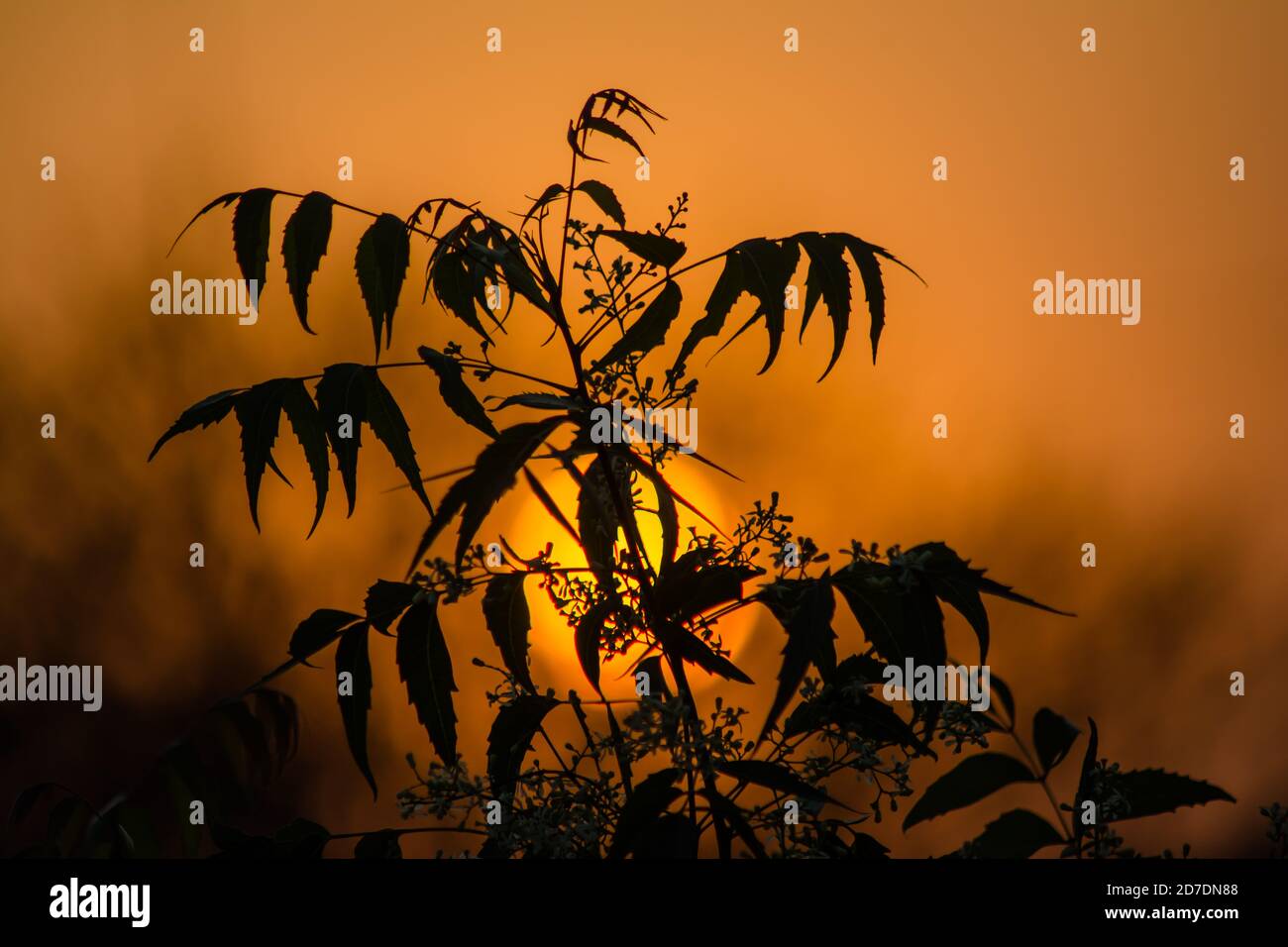 Sun behind Neem Tree. Azadirachta indica, commonly known as neem, nimtree or Indian lilac. Stock Photo