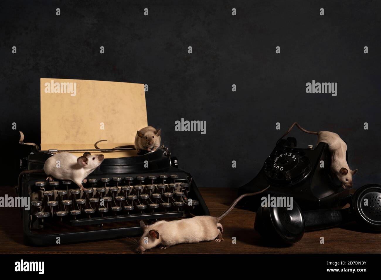 A Still life with siamese mice on a typewriter and phone making contact and communicating Stock Photo