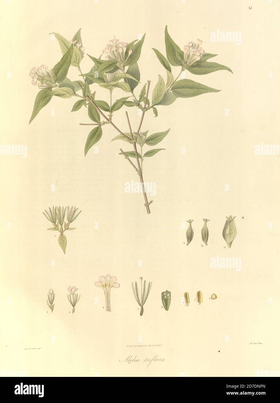 Abelia triflora From Plantae Asiaticae rariores, or, Descriptions and figures of a select number of unpublished East Indian plants Volume 1 by N. Wallich. Nathaniel Wolff Wallich FRS FRSE (28 January 1786 – 28 April 1854) was a surgeon and botanist of Danish origin who worked in India, initially in the Danish settlement near Calcutta and later for the Danish East India Company and the British East India Company. He was involved in the early development of the Calcutta Botanical Garden, describing many new plant species and developing a large herbarium collection which was distributed to collec Stock Photo
