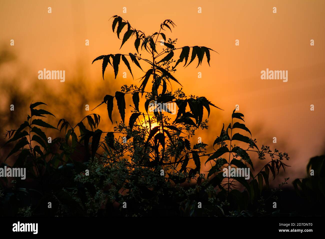 Sun behind Neem Tree. Azadirachta indica, commonly known as neem, nimtree or Indian lilac. Stock Photo