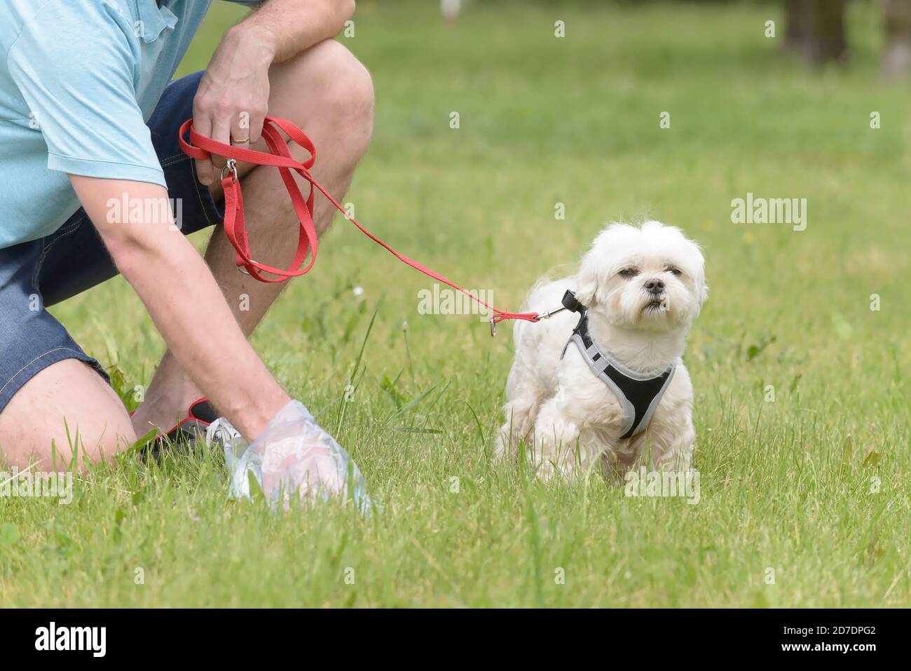 How To Clean Up Dog Poop Without Plastic