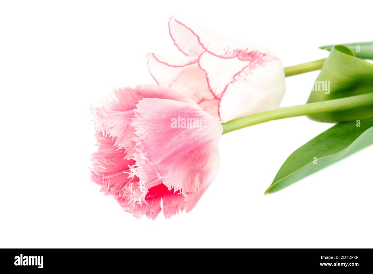 Tulips flowers bouquet isolated on white background Stock Photo - Alamy