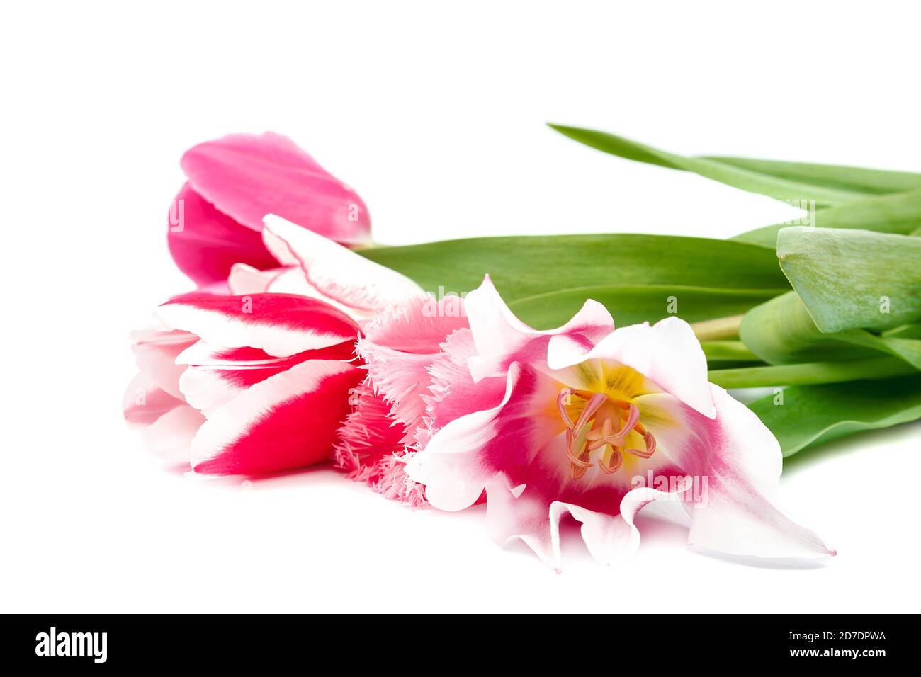 Tulips flowers bouquet isolated on white background Stock Photo - Alamy