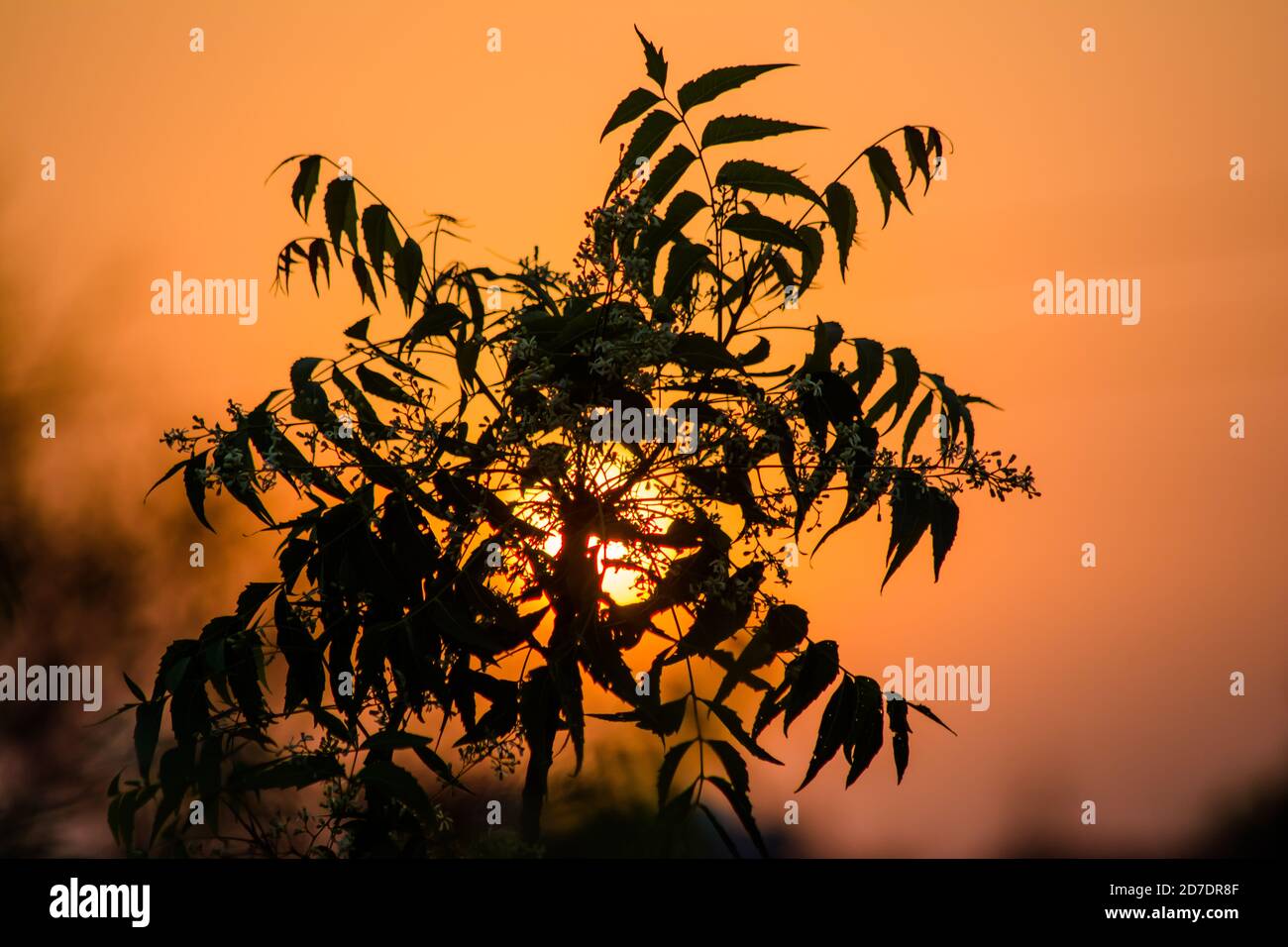 Sun behind Neem Tree. Azadirachta indica, commonly known as neem
