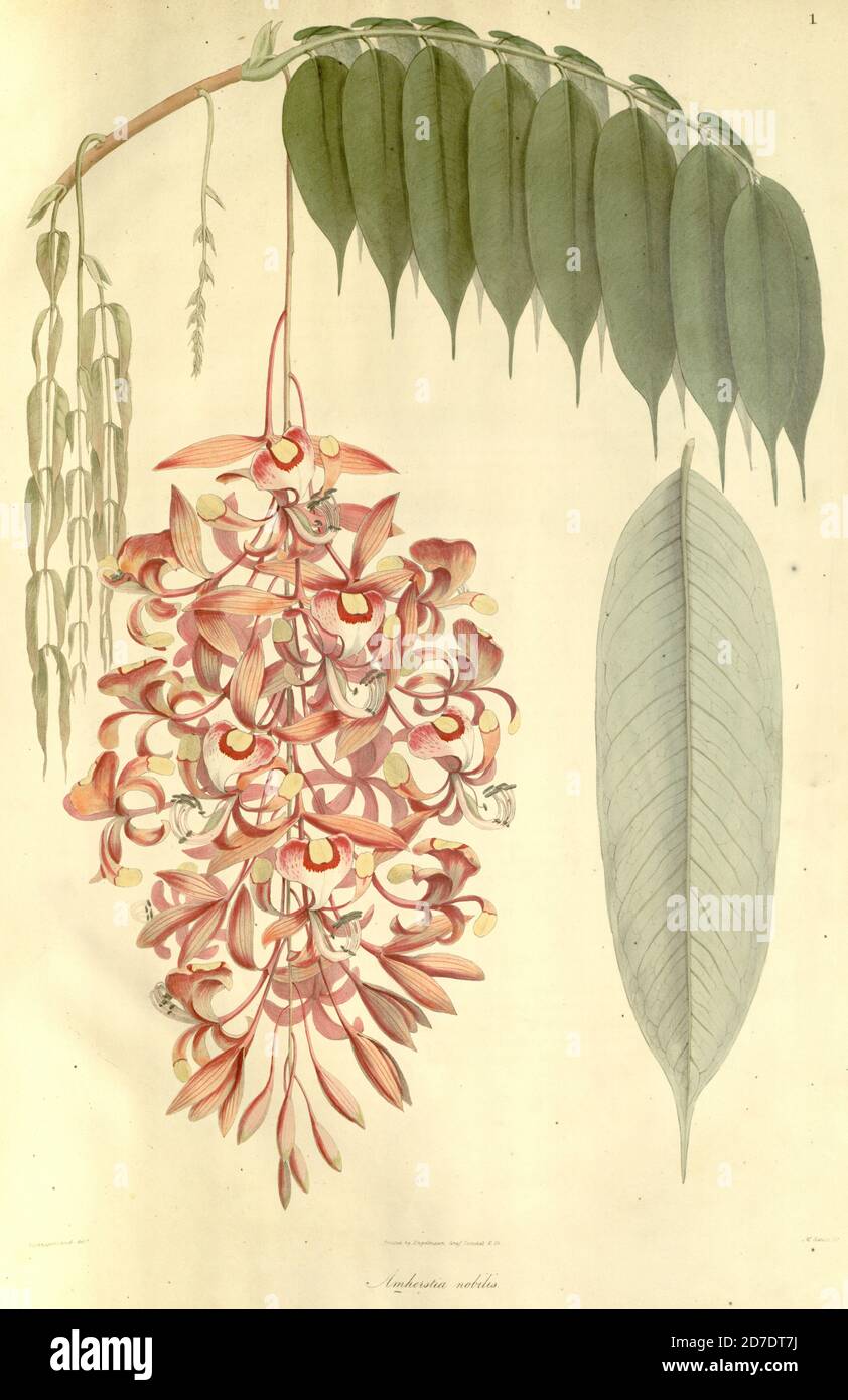 Amherstia nobilis (the Pride of Burma, in the family Fabaceae) is a ...