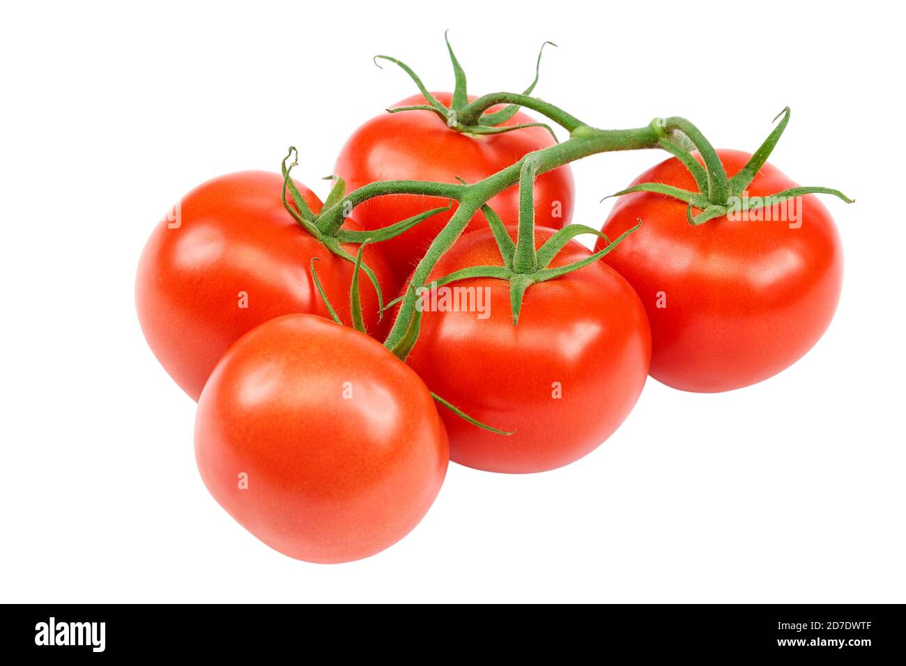 Branch of a fresh red tomato, isolated on a white background Stock ...
