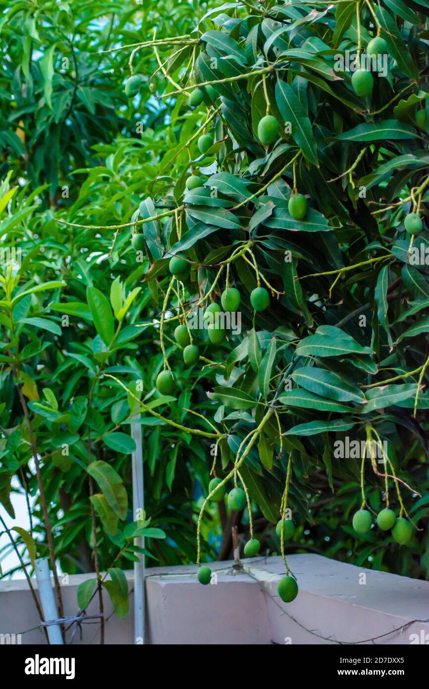 Closeup of Mangoes hanging on mango tree, mango farm. Mangifera indica. Stock Photo