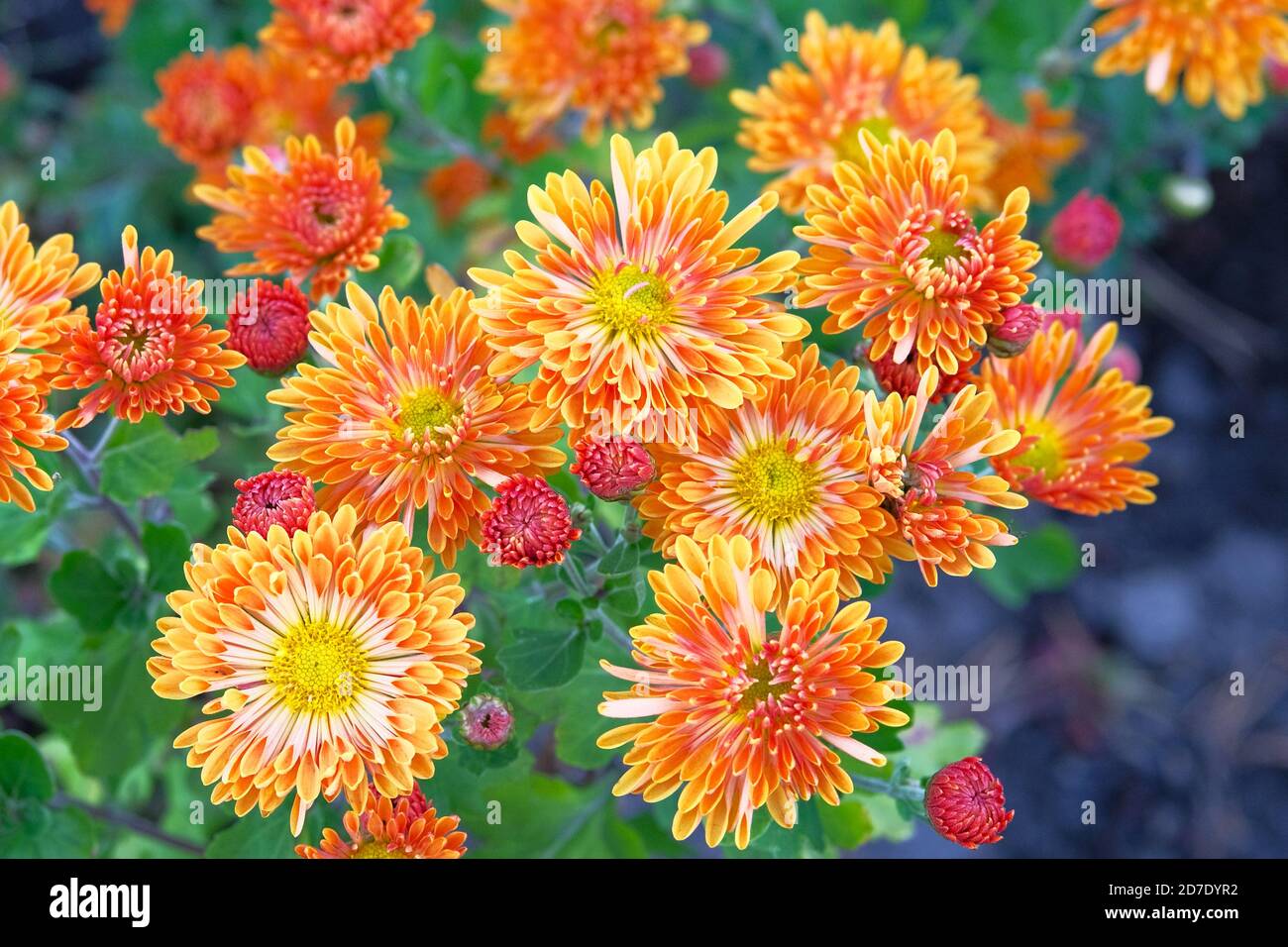 Bouquet of bright orange chrysanthemum flowers. Chrysanthemum (Hardy Mums) flowers in botanical garden. Close up. Stock Photo