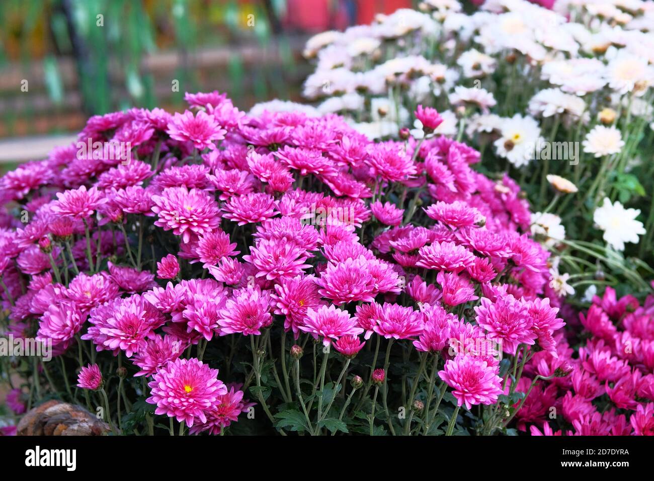 Chrysanthemums in botanical garden. Bouquet of bright violet flowers, magenta annuals. Close up. Stock Photo
