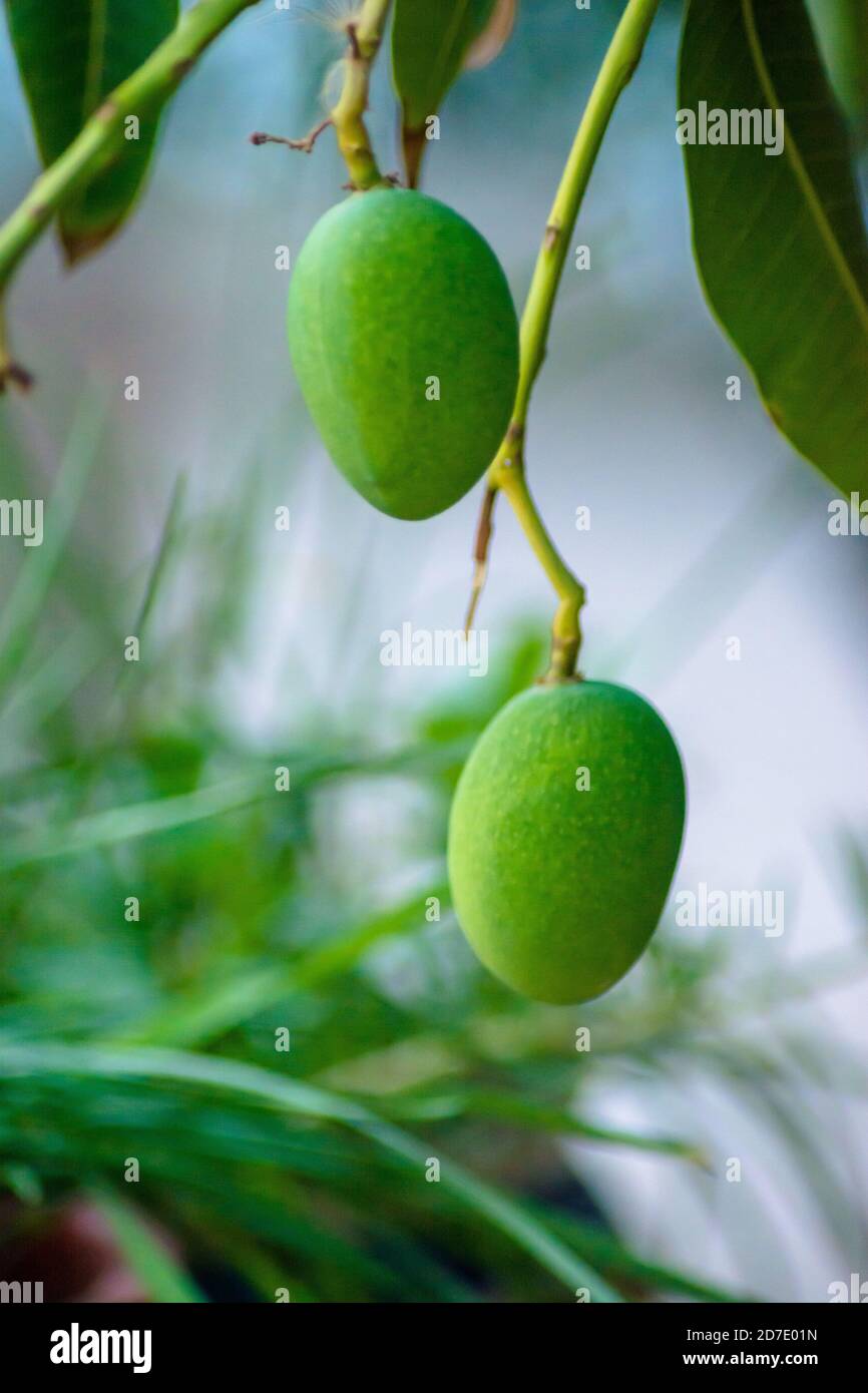 Closeup of Mangoes hanging on mango tree, mango farm. Mangifera indica. Stock Photo