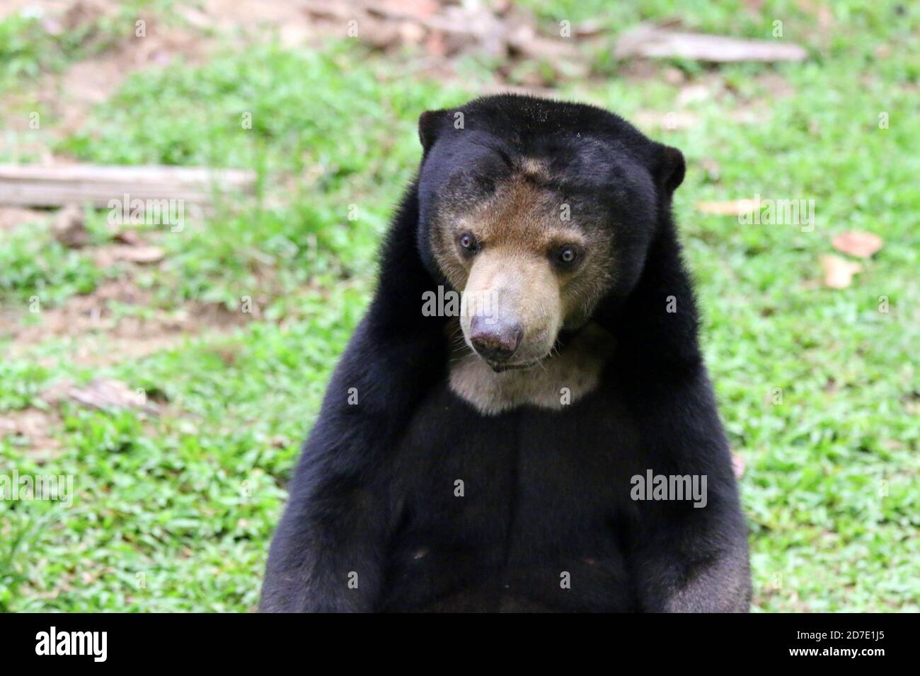 Malayan Sun bear, Helarctos malayanus Stock Photo