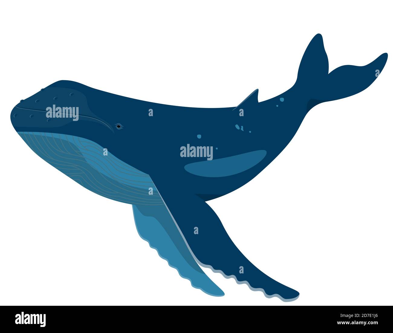 Whale in cartoon style. Sea animal isolated on white background. Stock Vector