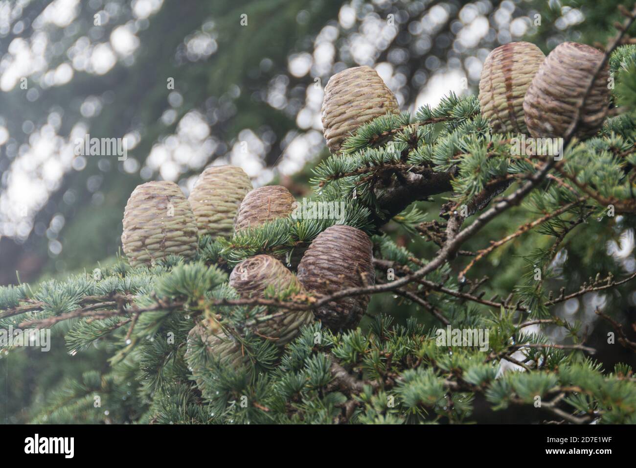 Closeup of pine cones and needles on an Atlas Cedar (Cedrus atlantica) in Kew Gardens, London, UK Stock Photo