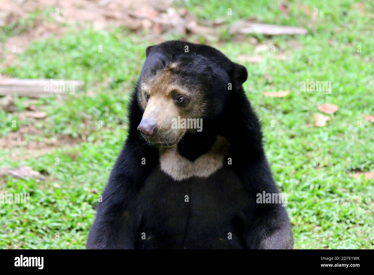 Malayan Sun bear, Helarctos malayanus Stock Photo