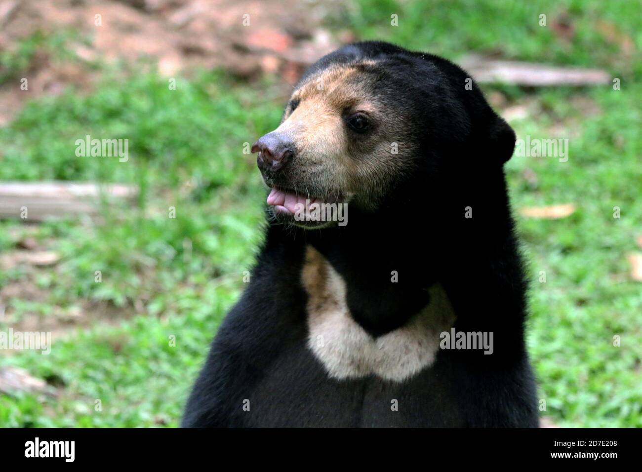 Malayan Sun bear, Helarctos malayanus Stock Photo