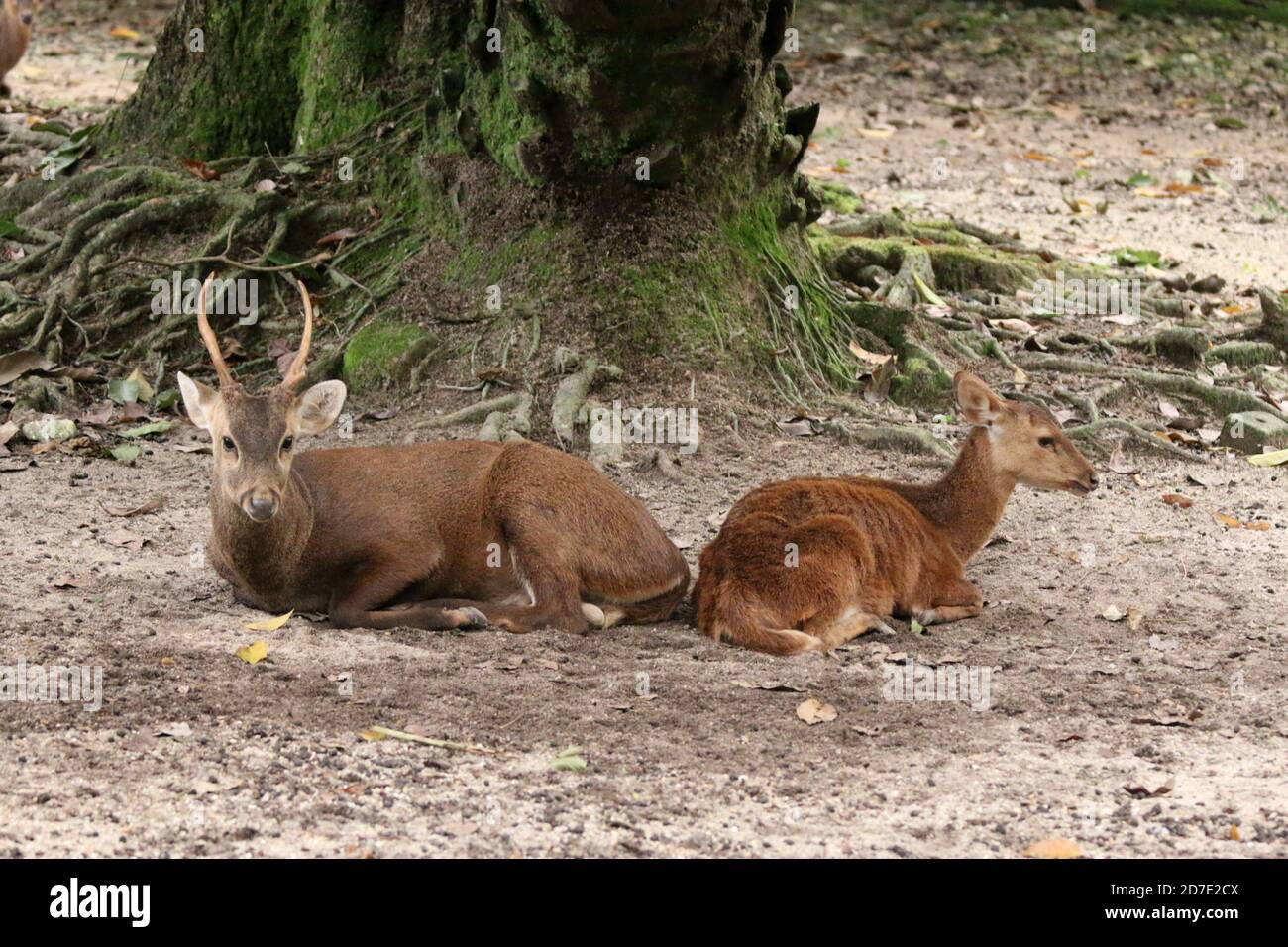 Bawean deer, Hyelaphus kuhlii Stock Photo Alamy