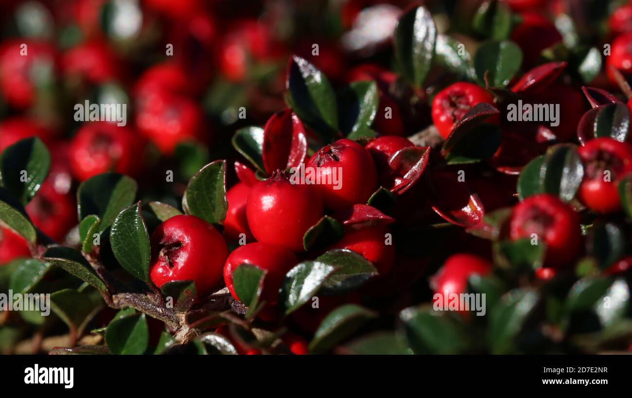 Red berries on autumn, Scotland Stock Photo
