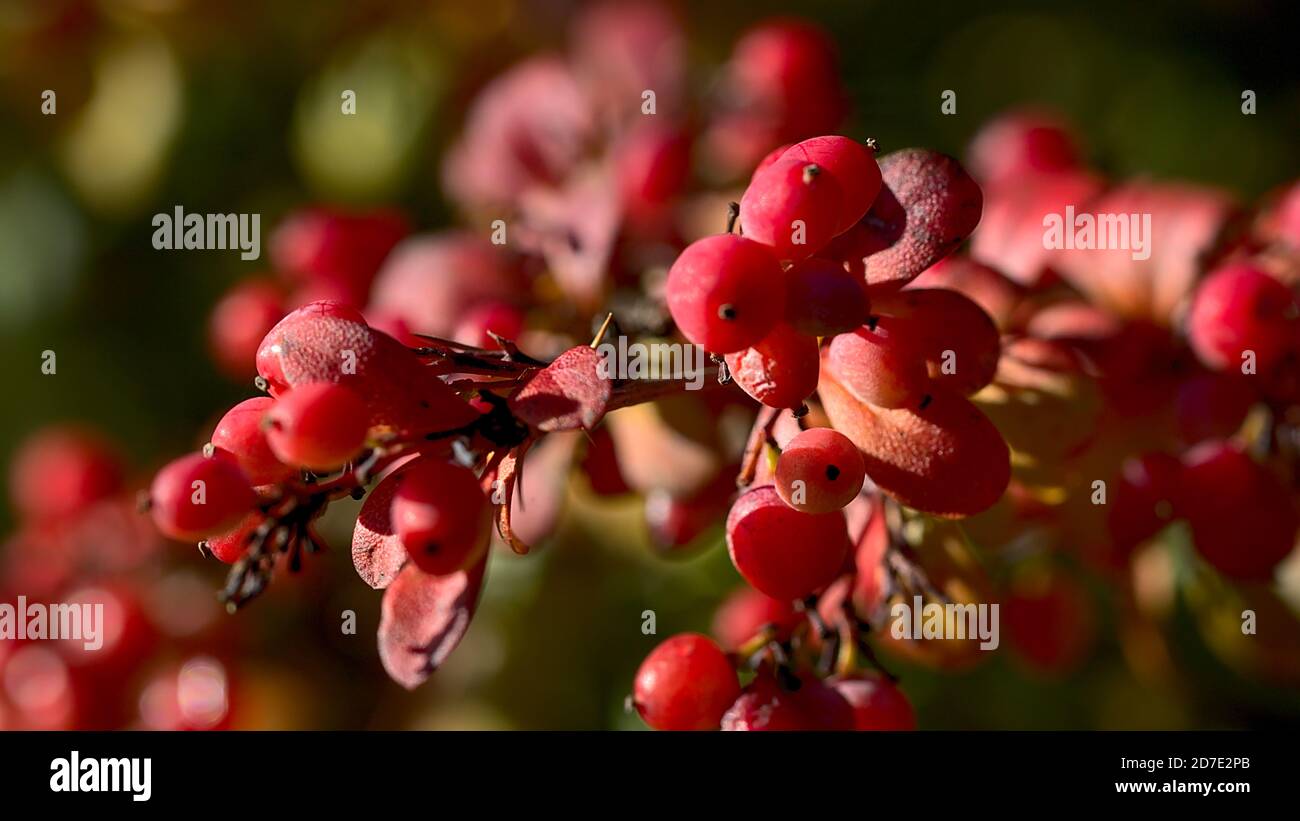 Red berries on autumn, Scotland Stock Photo