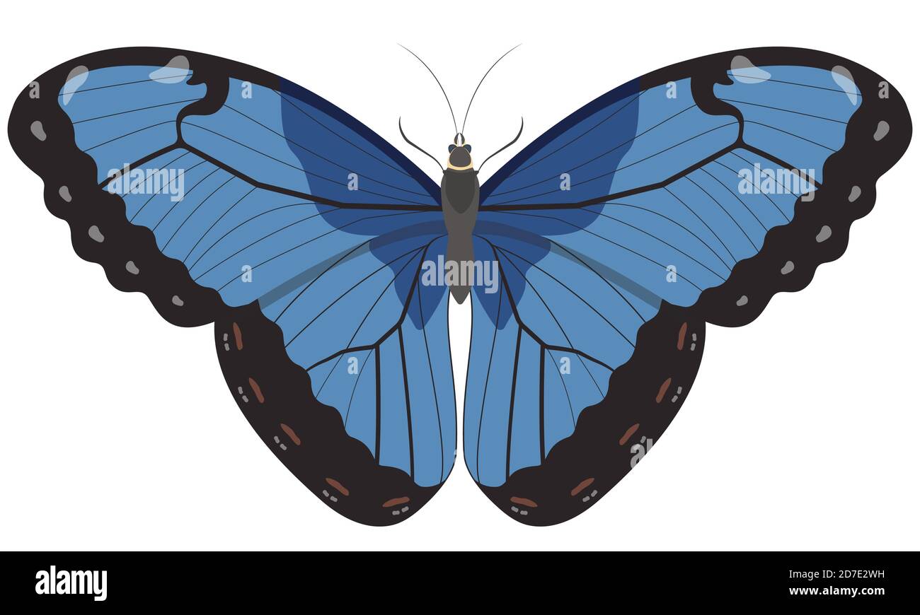 Blue Morpho butterfly. Beautiful insect in cartoon style Stock Vector