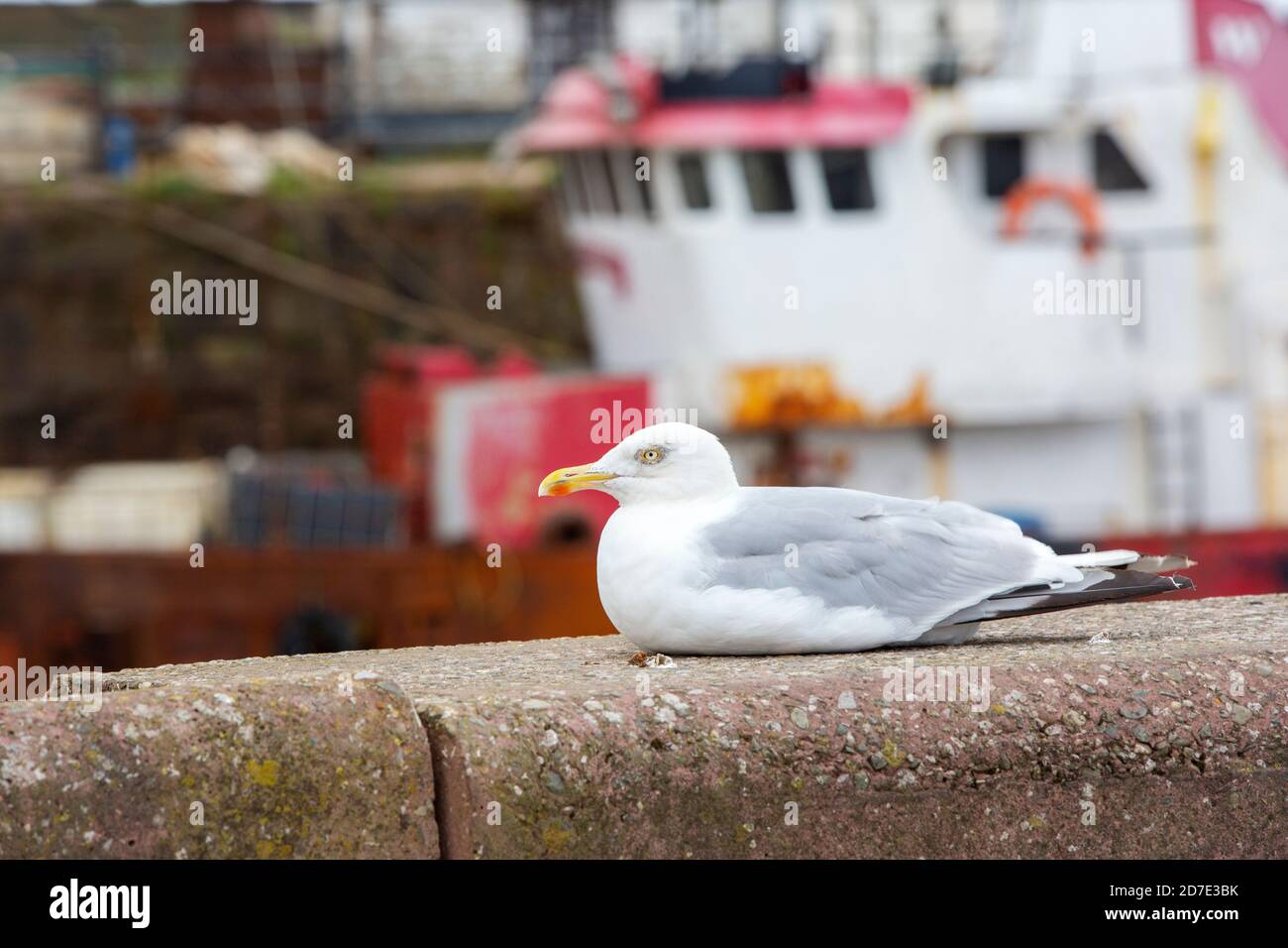 Maryport harbour fishing boat hi-res stock photography and images - Alamy