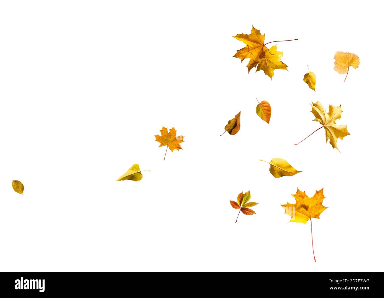 Collection of autumn leaves on white background Stock Photo - Alamy