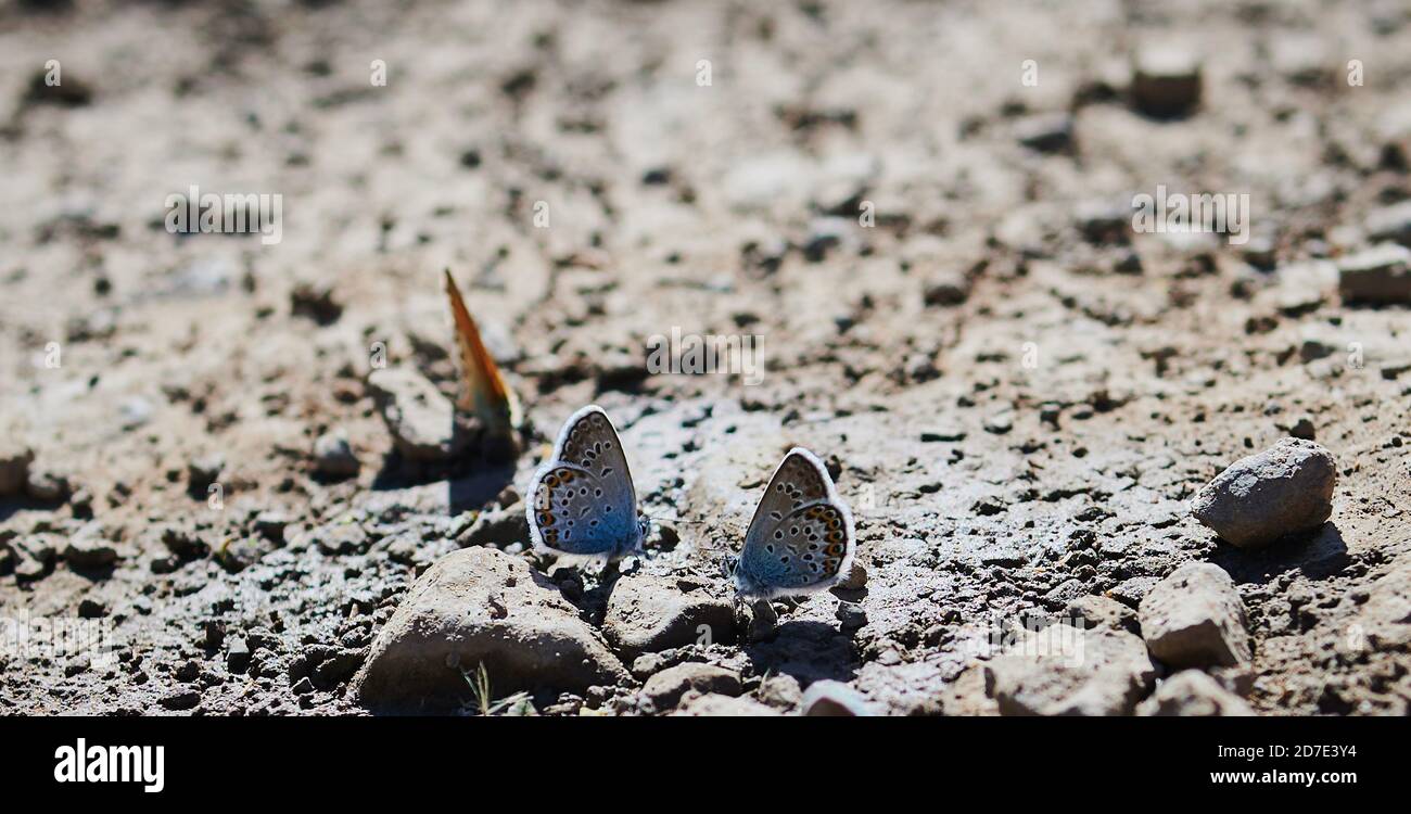Group Of Butterflies Posed On The Wet Earth Stock Photo Alamy