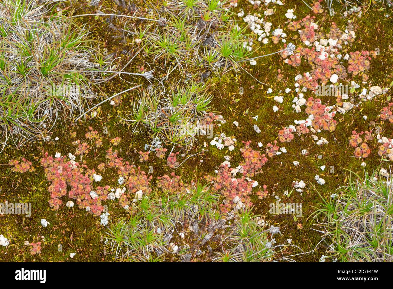 Drosera glanduligera, east of Pingelly, Western Australia Stock Photo