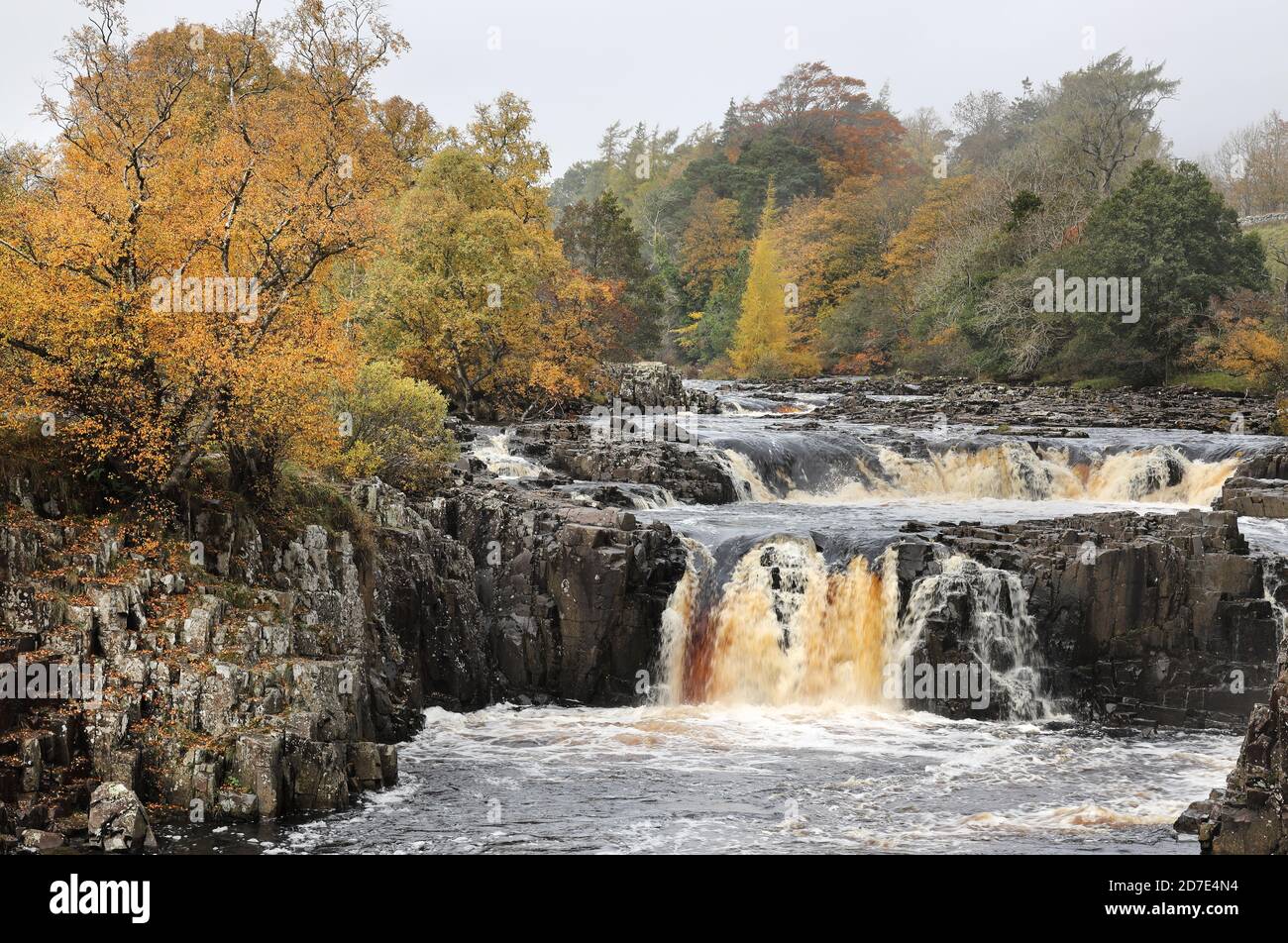 Teesdale, County Durham, UK. 22nd October 2020. UK Weather. Despite a dull rainy start to the day the trees surrounding Low Force provided plenty of colour for visitors in Upper Teesdale. Credit: David Forster/Alamy Live News Stock Photo
