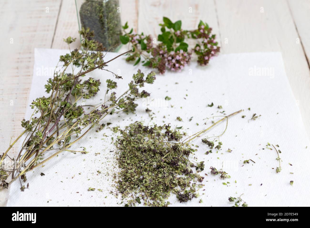 Marjoram herb stalks which have been dried in a dehydrator to preserve