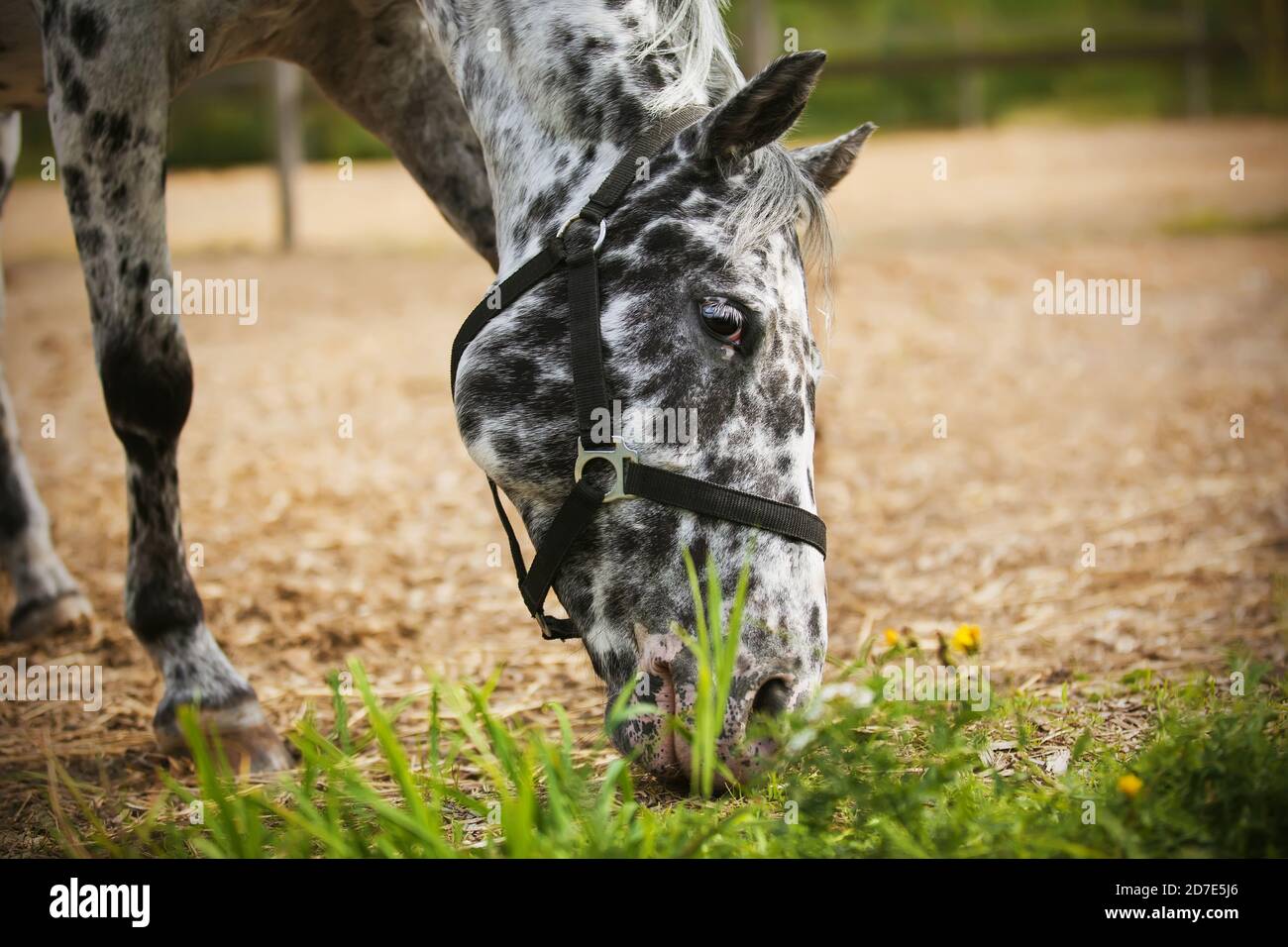 A beautiful spotted horse grazes and eats grass in a meadow on a summer day. Agricultural industry. Farming. Stock Photo