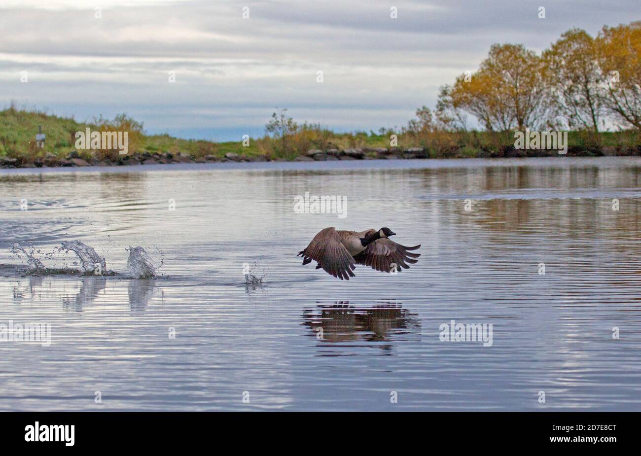 Holyrood Park, Edinburgh, Scotland, UK. 22 October 2020. Cloudy with temperture of 12 degrees, Pictured: Canada Goose taking flight over the Loch surface. Stock Photo