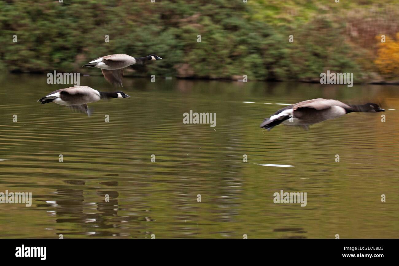 Holyrood Park, Edinburgh, Scotland, UK. 22 October 2020. Cloudy with temperture of 12 degrees, Pictured: Canada Geese taking flight over the Loch surface. Stock Photo