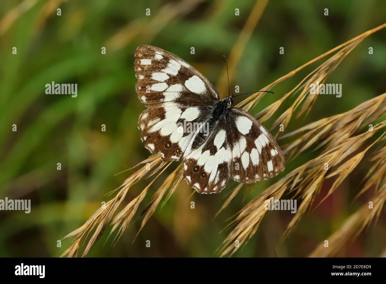 Macro photograph of the butterfly of the Marbled white species (Melanargia galathea) resting on flowers of the warm season. Stock Photo