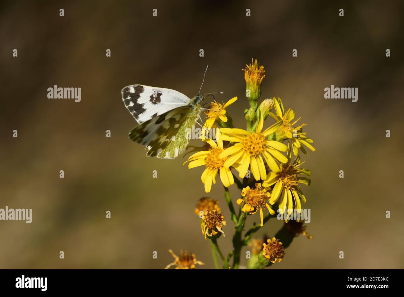 Isolated specimen of butterfly Pontia edusa, eastern Bath white, is a butterfly in the family Pieridae Stock Photo