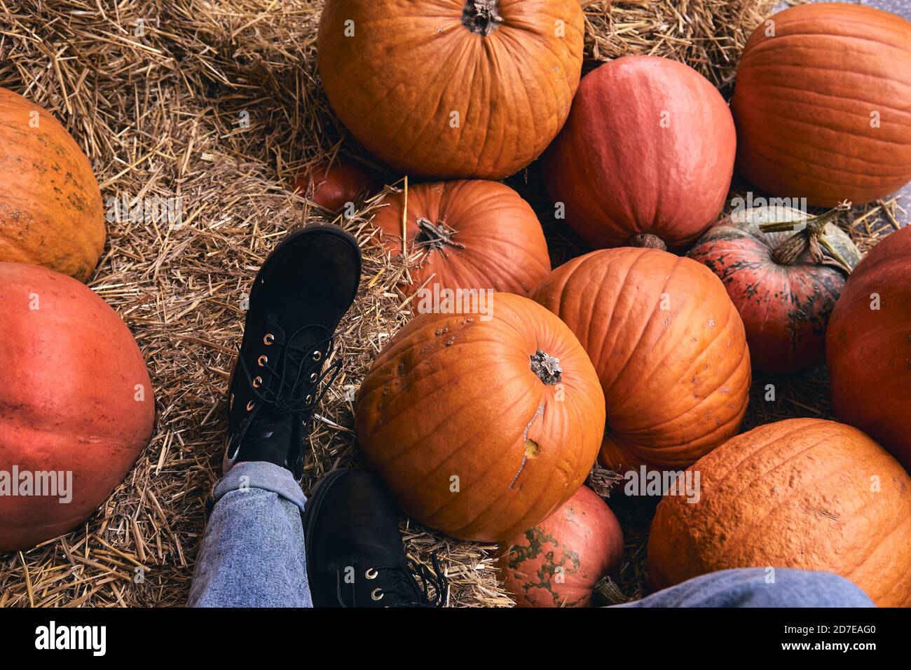 Top View of Boot at farm market on hay. Close-up Legs In Jeans And shoes in Thanksgiving holiday and Halloween decor Stock Photo