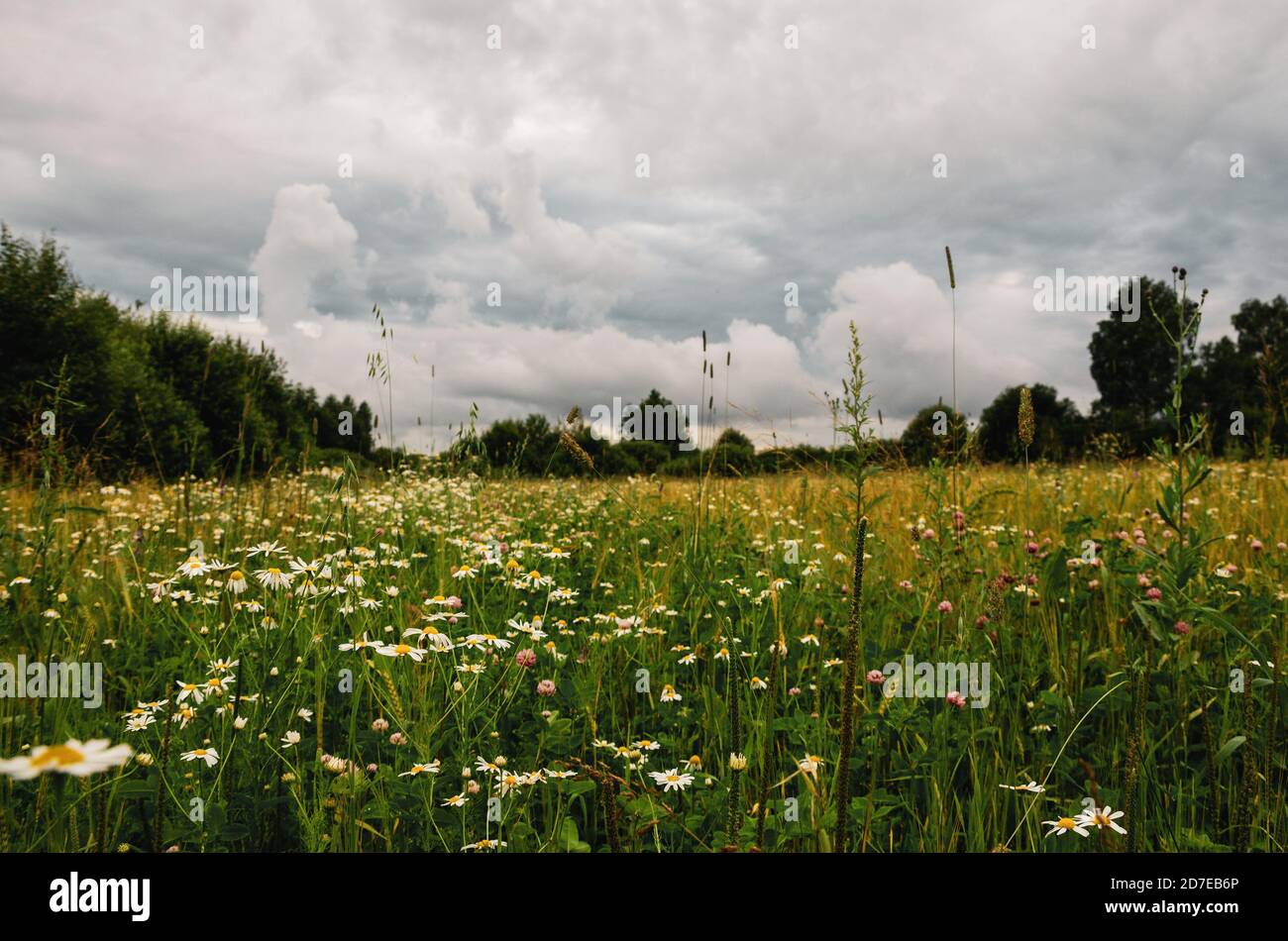 Large forest lawn with blooming daisy and clover flowers during rainy summer morning. Stock Photo