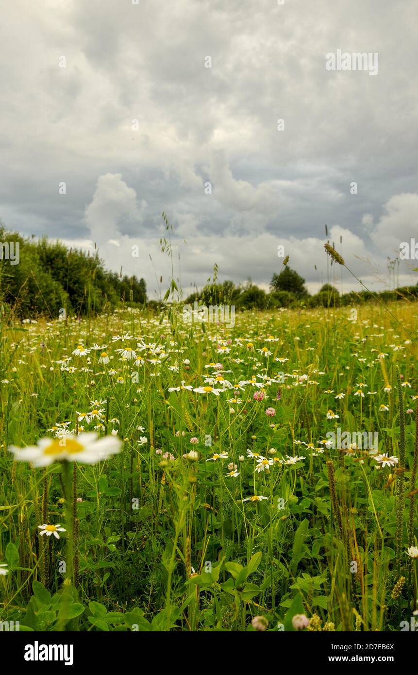Large forest lawn with blooming daisy and clover flowers during rainy summer morning. Stock Photo
