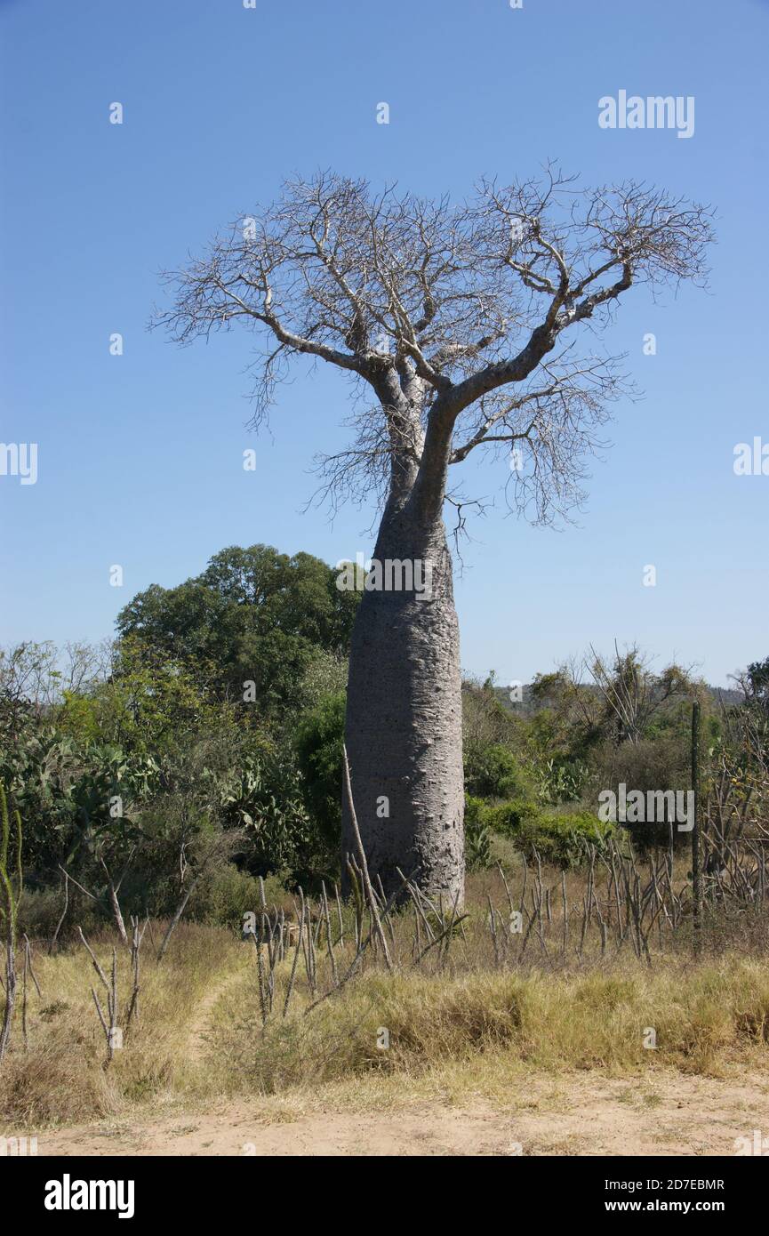 Baobab trees, also known as bottle trees are hollowed out in drier