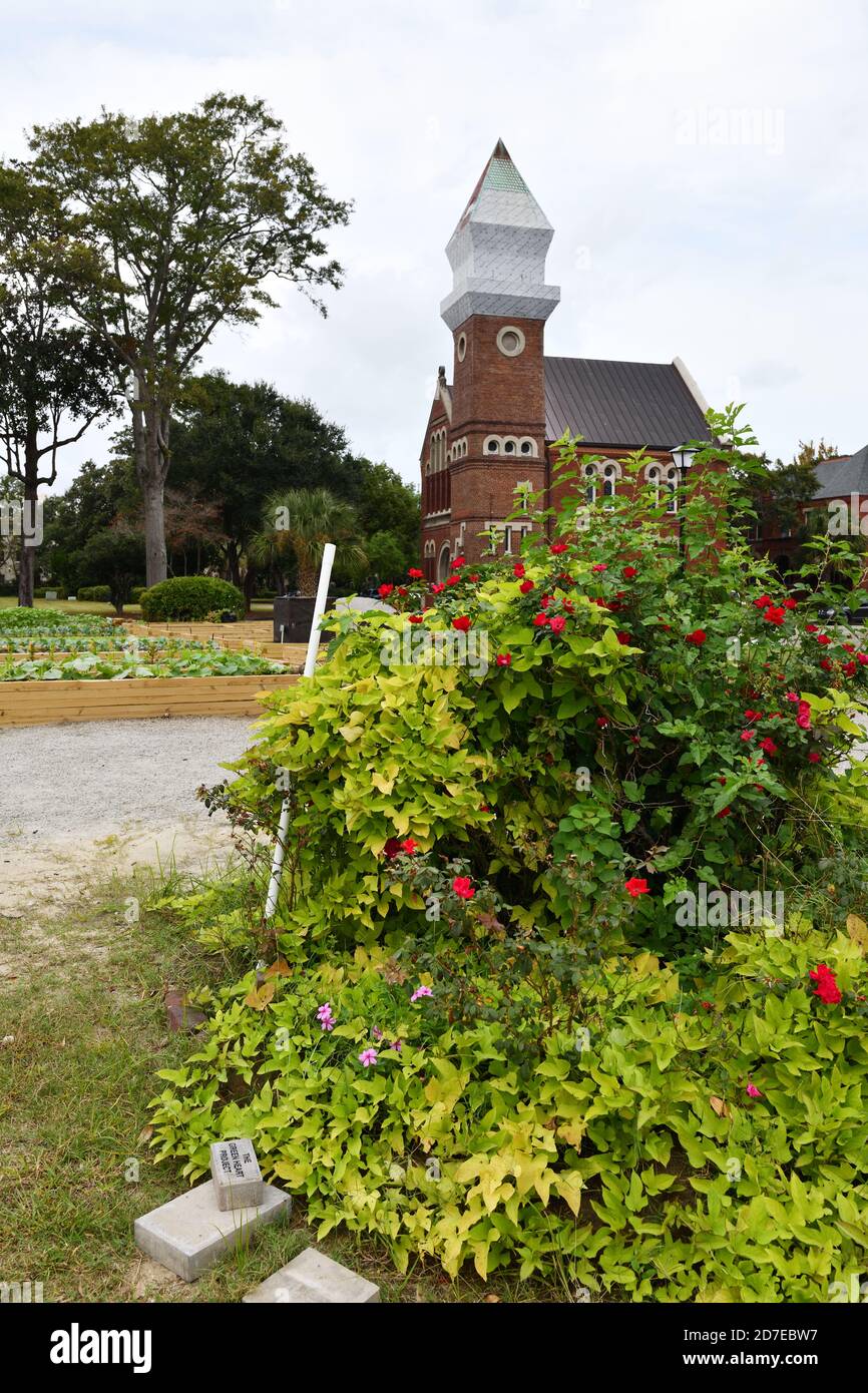 New Urban Garden on 19th Century English Village with Red Brick 2 Story Homes for Elderly Impoverished Residents Who Volunteer to Plant Vegetables. Stock Photo