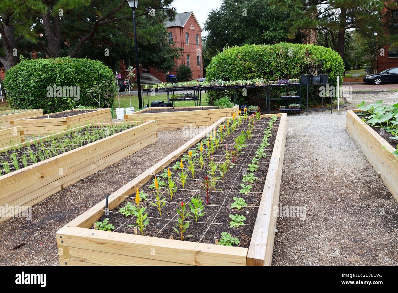 New Urban Garden on 19th Century English Village with Red Brick 2 Story Homes for Elderly Impoverished Residents Who Volunteer to Plant Vegetables. Stock Photo