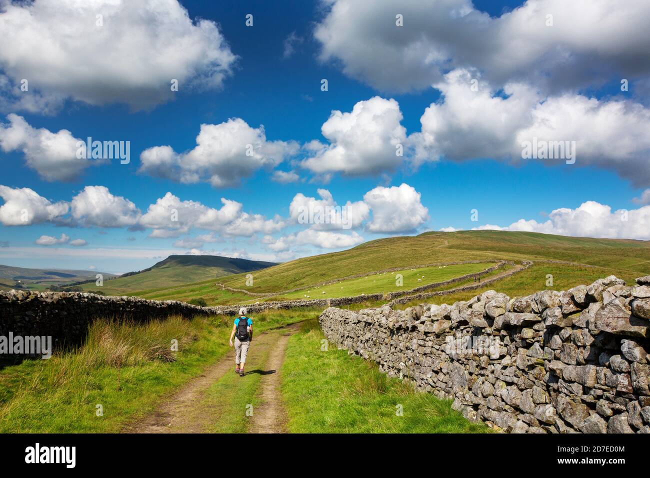A woman walking on the Pennine Way up Great Shunner Fell above Hawes, Yorkshire Dales, UK. Stock Photo