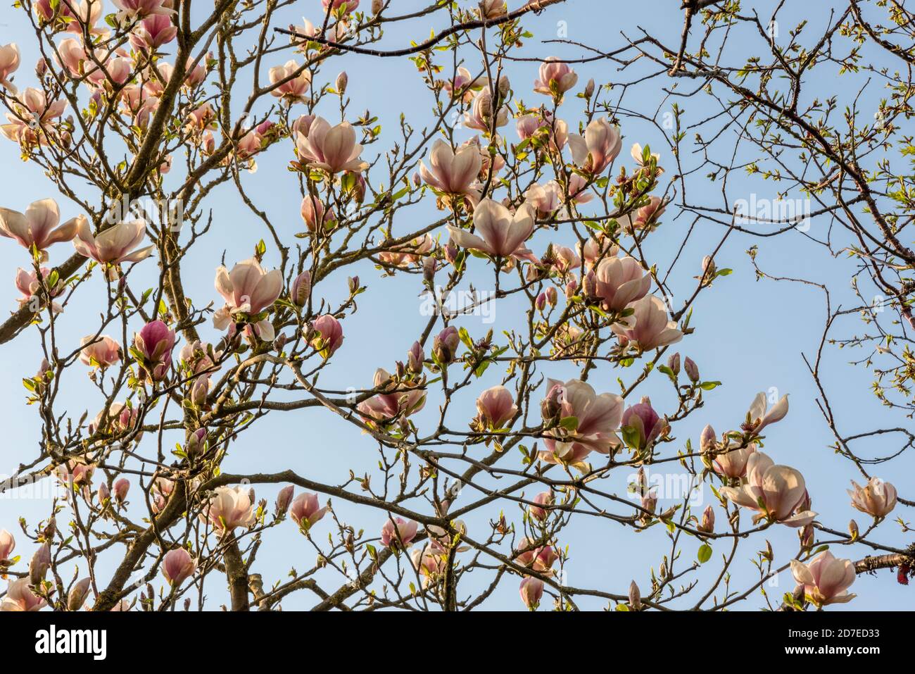 Mass of large pink flowers of Magnolia × soulangeana 'Verbanica' with emerging new leaves high in the tree, against a flat blue sky in Spring. Stock Photo