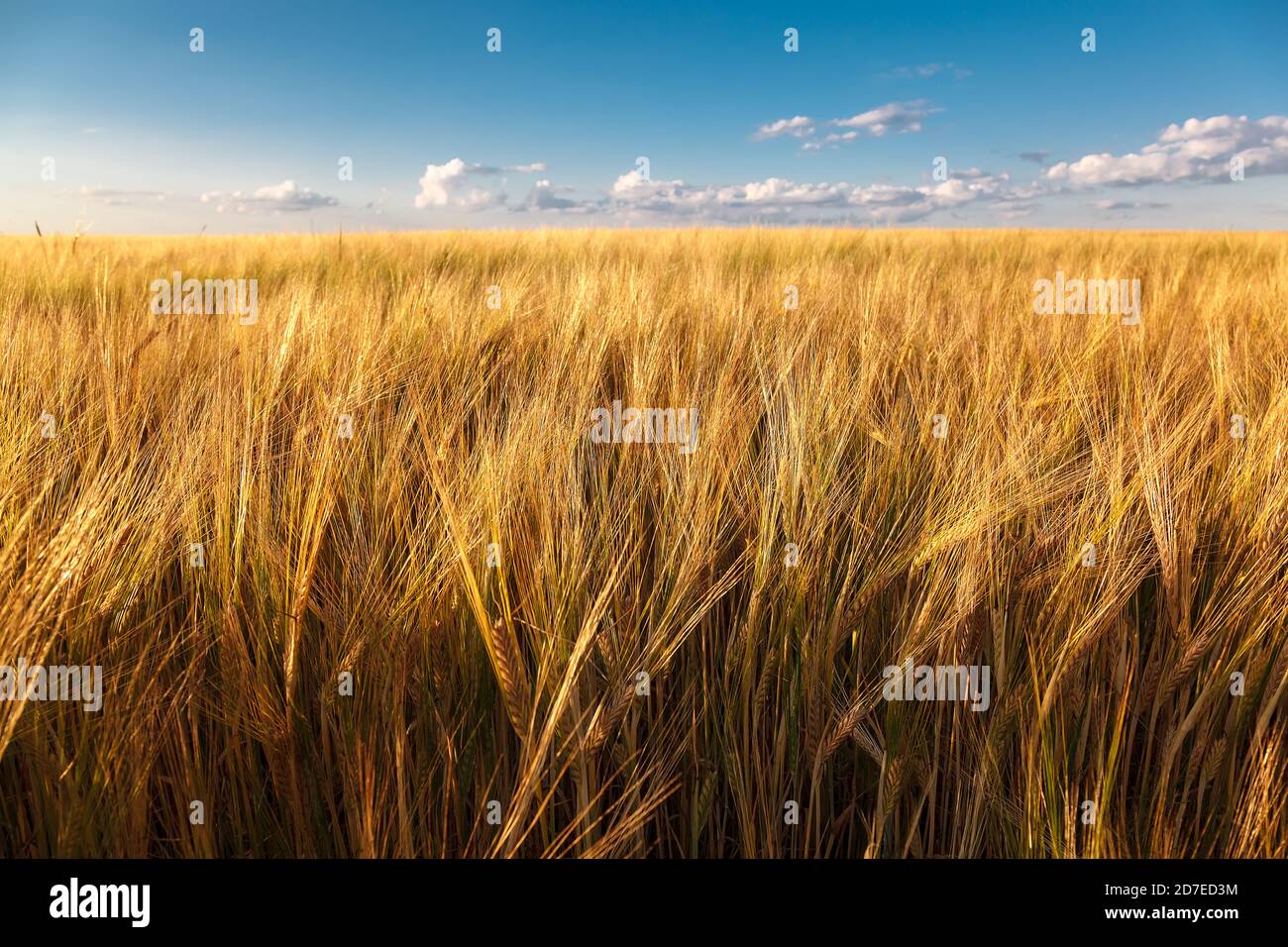 Wheat field on a sunny summer day Stock Photo - Alamy